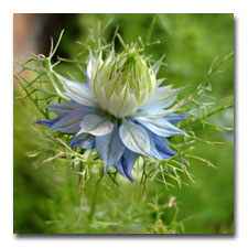 Love in a Mist