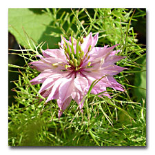 Love in a Mist