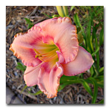 Eye Declare- daylily