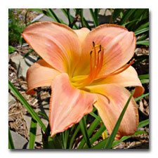 Large Orange Daylily