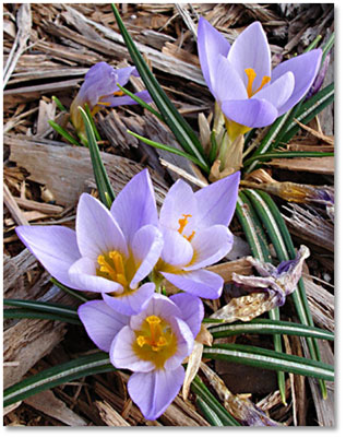 Light Purple Crocus -- mid-February