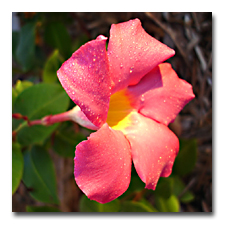 The mandevilla gets no larger but keeps blooming