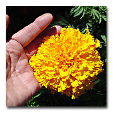The Marigold in the bed along the driveway are huge