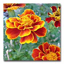 Marigolds	