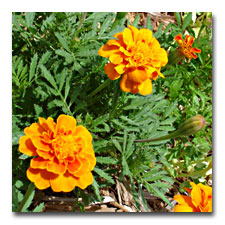 Marigolds