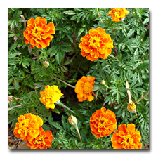 The Marigolds have been great this year