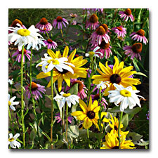Shasta and gloriosa daisies and coneflowers