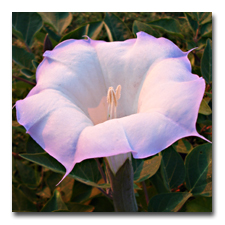 Look how purple the datura is on a chilly morning