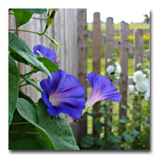 Morning Glories