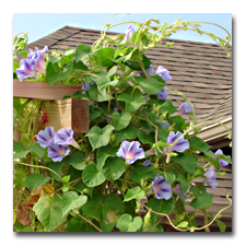 The blue morning glories continue