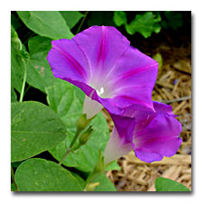 I have three colors of morning glories