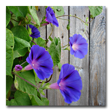 The morning glories continue