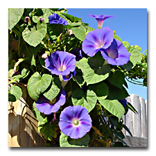 My morning glories on the neighbors side of the fence