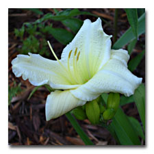 New White Daylily