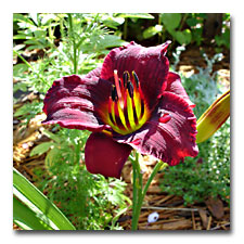 New Wine Daylily