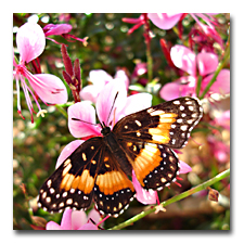 butterfly and Gaura