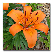 Orange Asiatic Lily