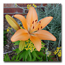 Orange Asiatic Lily