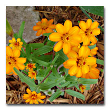 Orange Mexican Zinnias