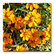 Orange Mexican Zinnias