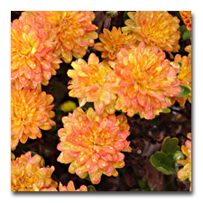 more mums