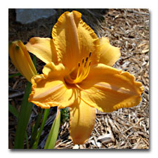 Orange ruffled Daylily