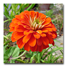 Orange Zinnia