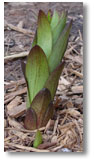 I am so happy to see this Oriental Lily Sprout