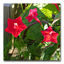 Outside Fence Vines