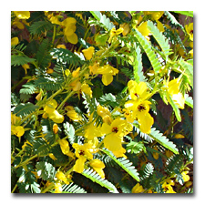 The Partridge Pea is a bush now