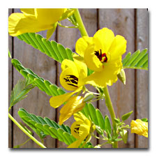 Partridge Pea