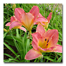 Peach Daylily