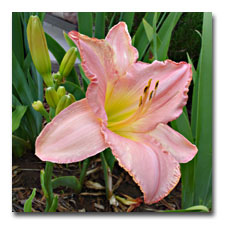 Peach Daylily