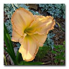 Ruffled Apricot - daylily