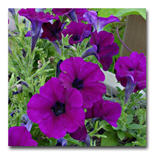 I cut back the petunias and they started blooming again
