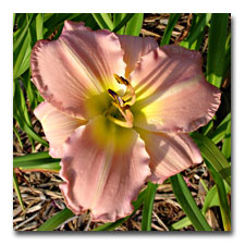 Martha Reed - daylily