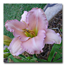 Pink Daylily