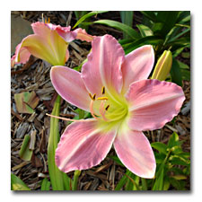 Pink Daylily