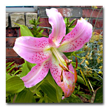 Pink Oriental Lily