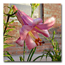 Pink Trumpet Lily