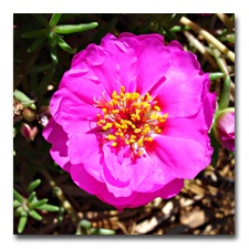 Portulaca