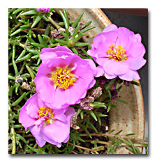 Portulaca