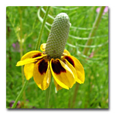 Prairie Coneflower