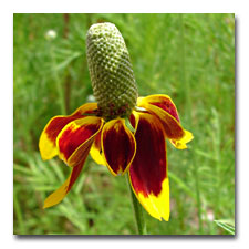 Prairie Coneflower