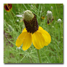 Prairie Coneflower