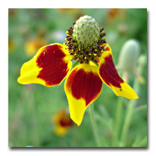 the prarie coneflowers have bloomed all summer