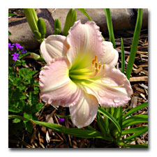 Cantique Daylily