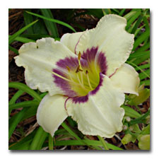 New Daylily