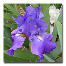 unidentified Purple Bearded Iris