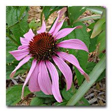 Purple Coneflower